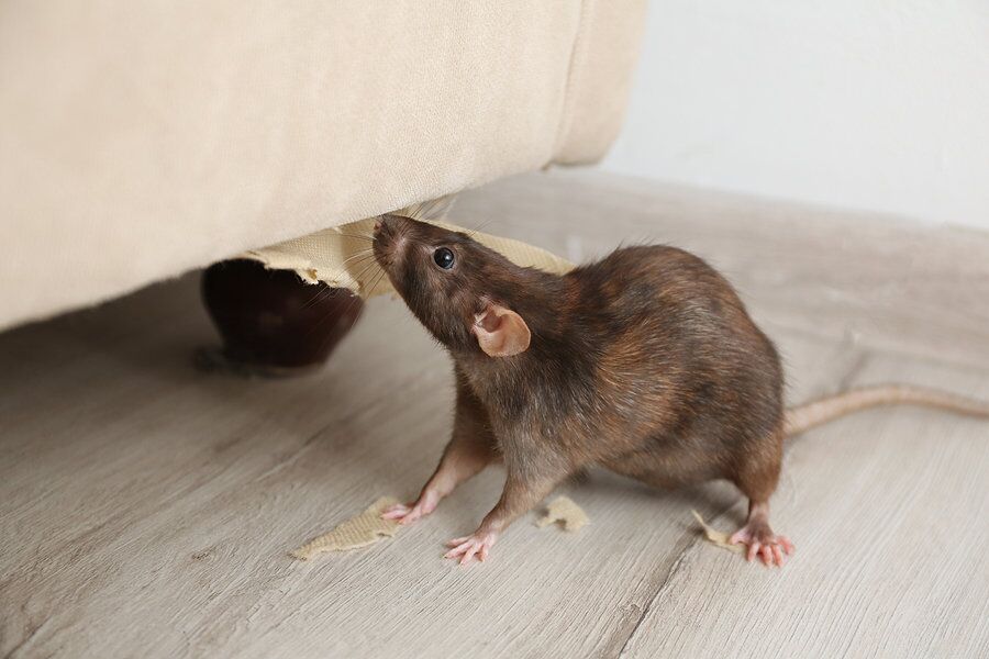 does tobacco repel mice Five Smells That Can Keep & Rats Away 7 Types of Natural Mouse